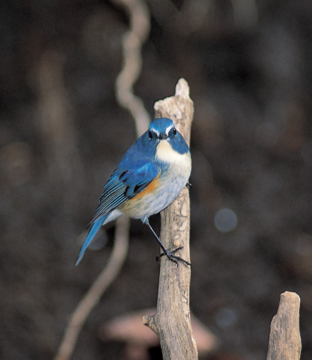 Tarsiger cyanurus (Le Rossignol à flancs roux)