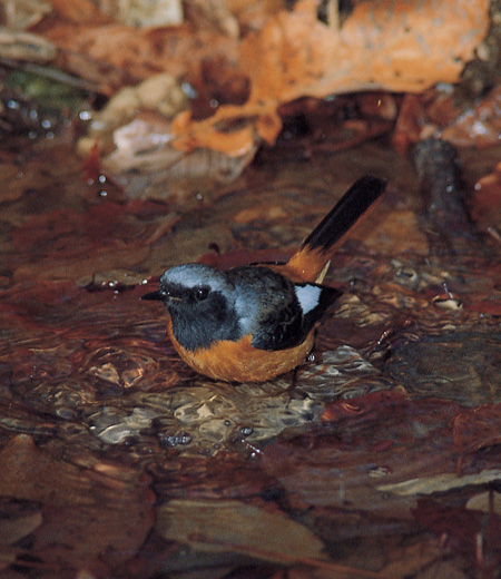 Phoenicurus auroreus (Le Rougequeue aurore)