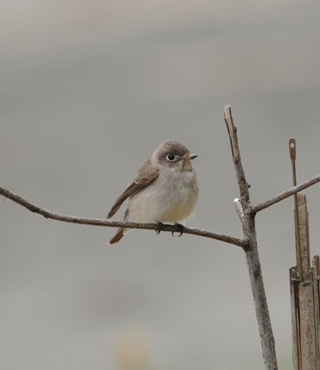 Muscicapa latirostris (Brown Flycatcher)