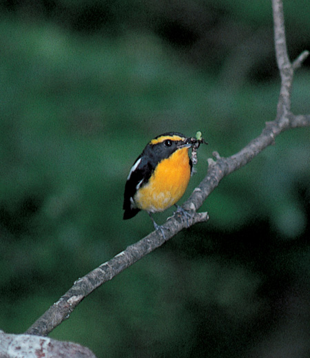 Ficedula narcissina (Le Gobemouche narcisse)