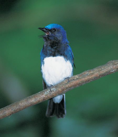 Cyanoptila cyanomelana (Blue-and-white Flycatcher)