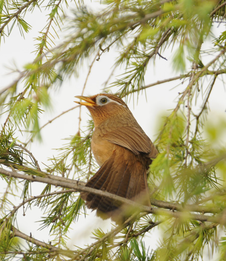 Garrulax canorus (Le Garrulaxe hoamy)