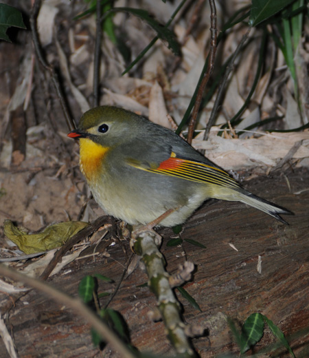 Leiothrix lutea (Le Léiothrix jaune)