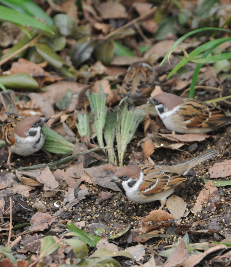 Passer montanus