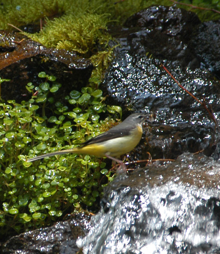 Motacilla cinerea (La Bergeronnette des ruisseaux)