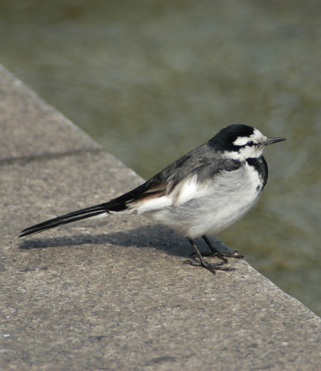 Motacilla alba lugens (La Bergeronnette lugubre)