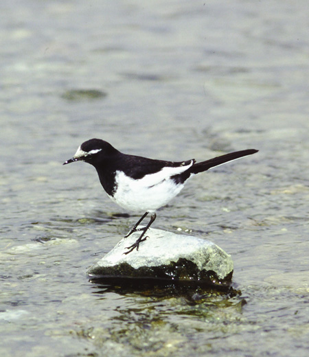 Motacilla grandis (Japanese Wagtail)