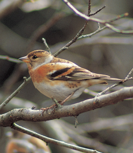 Fringilla montifringilla (Le pinson du Nord)