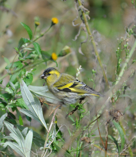 Carduelis spinus