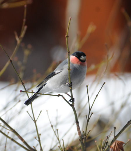 Pyrrhula pyrrhula (Bullfinch)