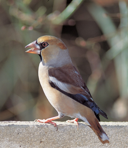 Coccothraustes coccothraustes (Hawfinch)