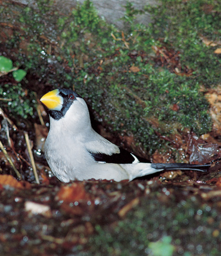 Eophona personata (Japanese Grosbeak)