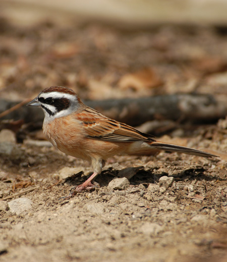 Emberiza cioides (Siberian Meadow Bunting)