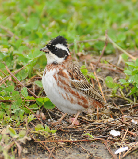 Emberiza rustica (Rustic Bunting)