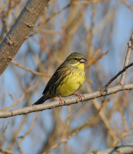 Emberiza spodocephala (Black-faced Bunting)