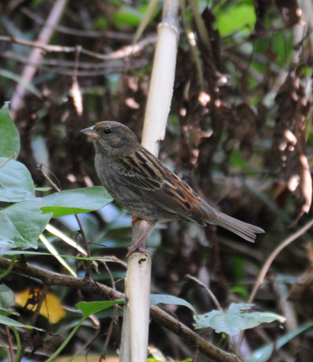 Emberiza variabilis (Le Bruant gris)