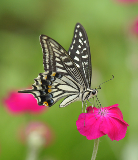 ผีเสื้อลายแฉก Asian Swallowtail