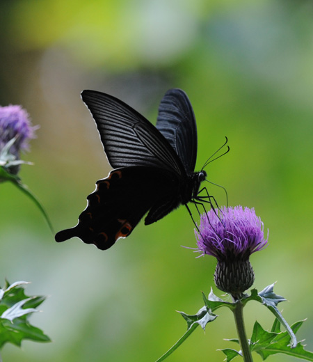 ผีเสื้อแพรวพราว  Papilio protenor