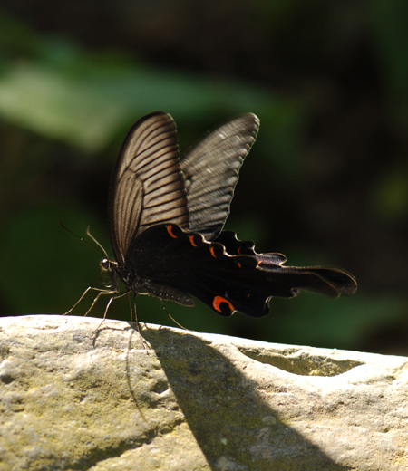 Papilio macilentus (The Long Tail Spangle)