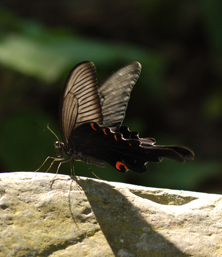 Papilio macilentus