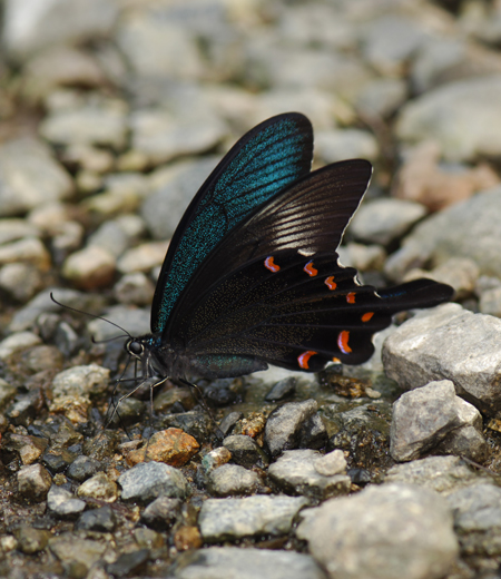 ผีเสื้อนกยูงจีน  Papilio bianor