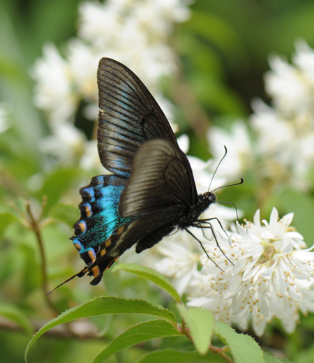 ผีเสื้อหางแพนนกยูง (Maackii) Papilio maackii