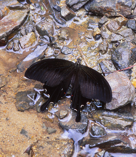 ผีเสื้อแดงเฮเลน Papilio helenus