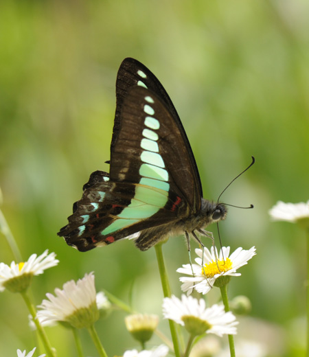 Graphium sarpedon (Botella Azul)