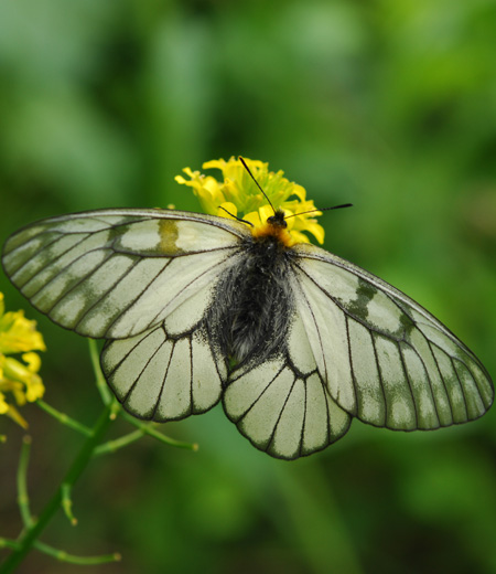 Parnassius citrinarius (Glacial Apollo, Japanese Clouded Apollo)