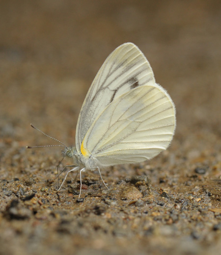 ผีเสื้อ Pieris melete