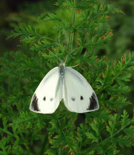 ผีเสื้อเล็กสีขาว Pieris rapae