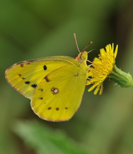 ผีเสื้อ  (ลายเมฆสีเหลือง) Colias erate