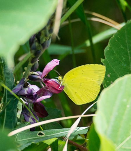 Eurema mandarina mandarina(Common Grass Yellow)