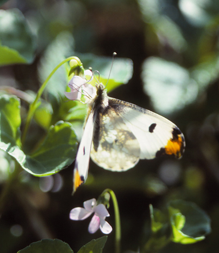 ผีเสื้อ  Anthocharis scolymus