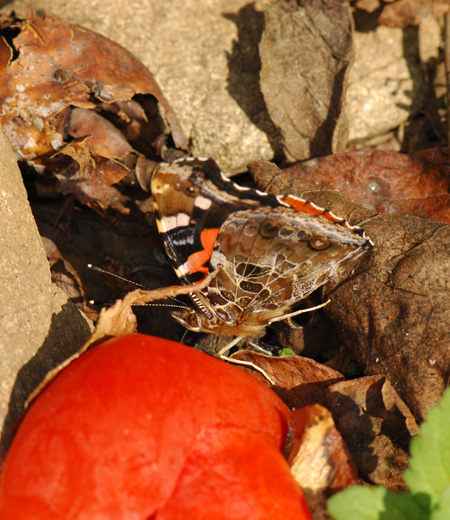 Vanessa Indica (Almirante  de Asia)