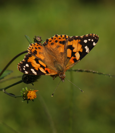 ผีเสื้อวาเนสซ่า Cardui (Painted Lady)