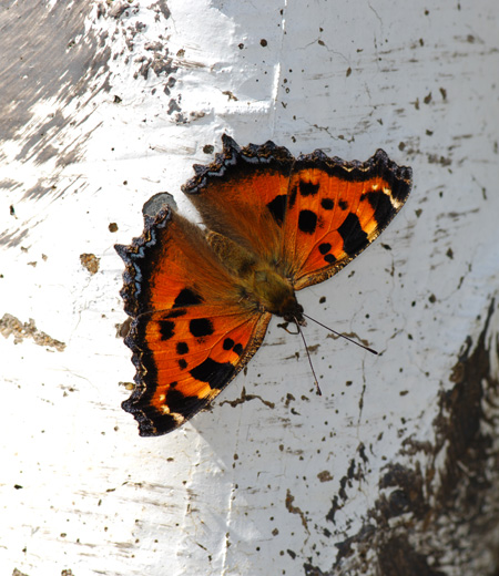 Nymphalis anthomelas (Scarce Tortoiseshell)