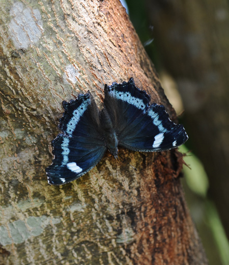 Kaniska canace (Blue Admiral)