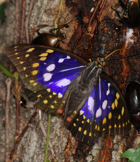 Sasakia charonda (Great Purple Emperor)