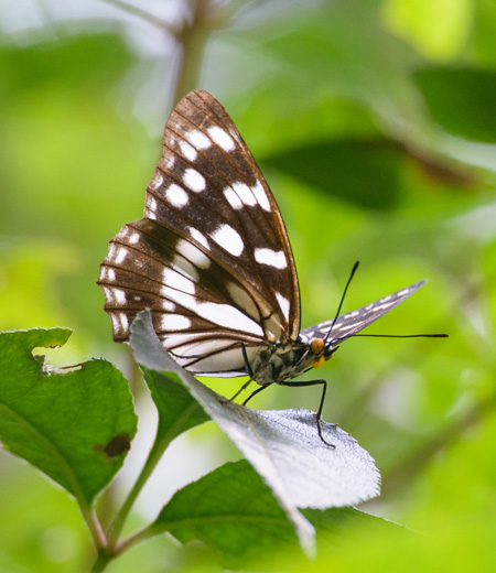 ผีเสื้อ (ไซเรน)   Hestina persimilis japonica