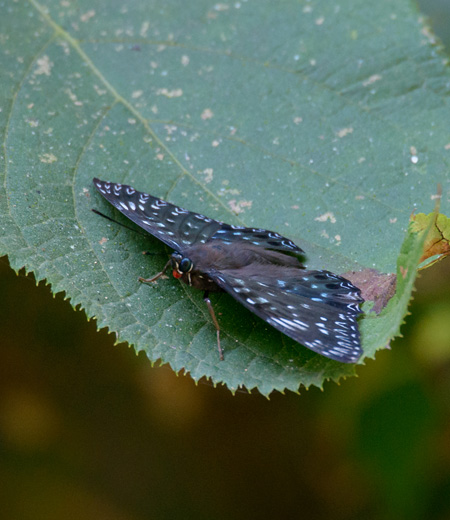 Dichorragia Nesimachus (Mariposa Policía del Asia)
