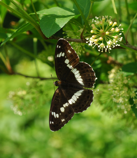 ผีเสื้อ (นายพลสีขาว) Limenitis