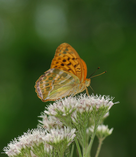 ผีเสื้อ Paphia Argynnis (Silver-washed Fritillary)