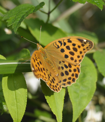 Nephargynnis anadyomene ( Anadyomene aurinia )