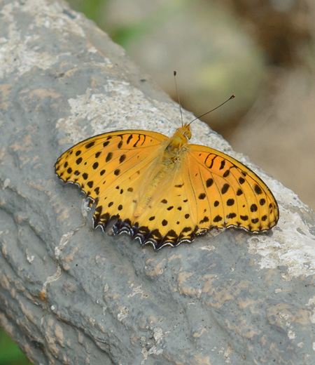 Argyreus hyperbius（Indian Fritillary）