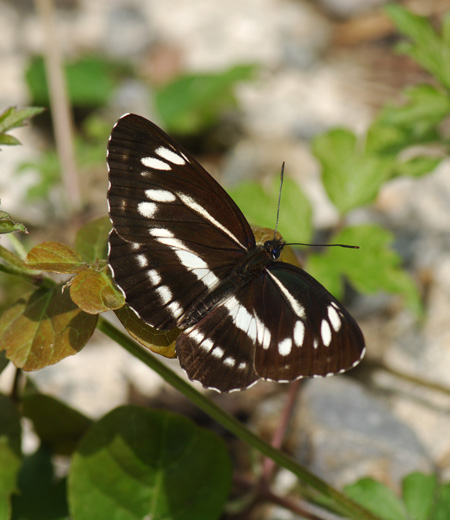 Neptis Philyra