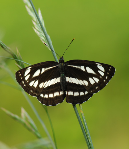 Neptis Sappho (común de planeador)