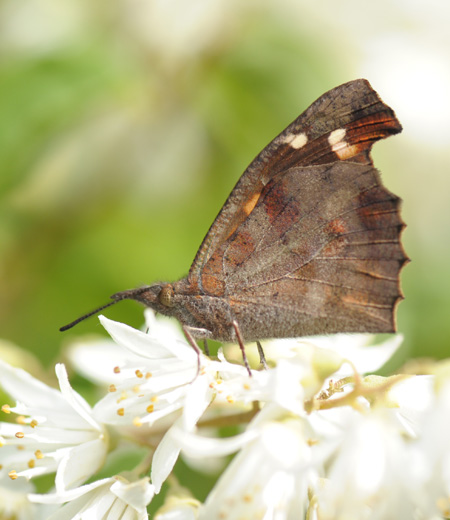 Libythea lepita (Nettle-tree Butterfly)
