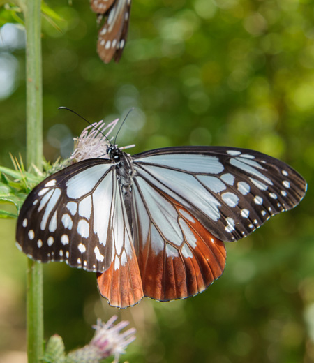 Parantica sita (Chestnut Tiger)