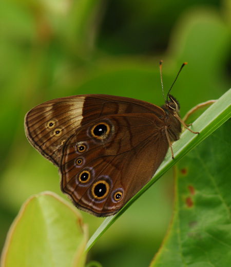 Lethe Diana (Diana Treebrown)